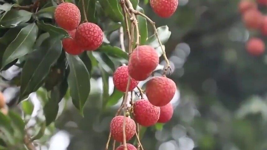 荔枝“小特产”撬动“大产业”