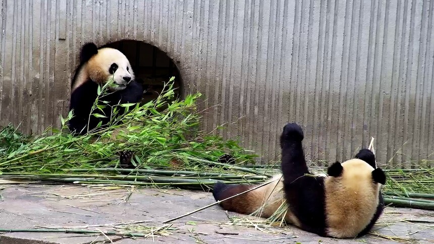 优悠骄阳沉浸式吃翠竹