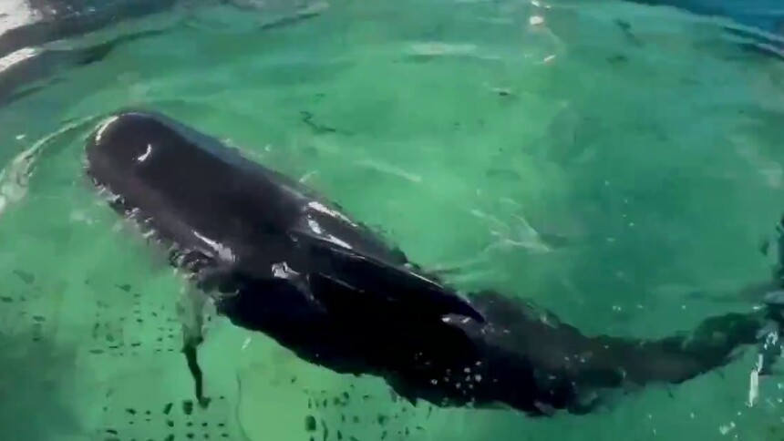 超萌！短肢领航鲸“海莉”开始下潜“干饭”