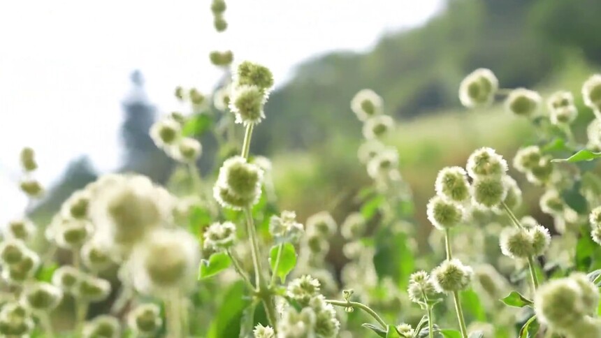 千城百县看中国｜湖北鹤峰：秋意渐浓 与牛膝花海有约