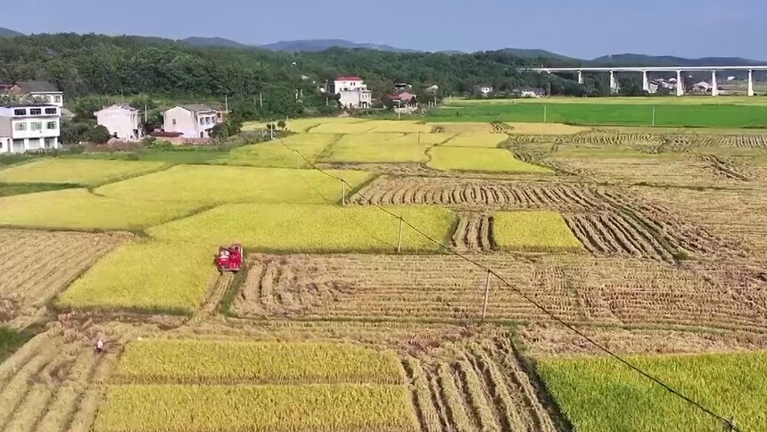 千城百县看中国︱湖南冷水滩：金秋稻谷黄 沃野好“丰”光