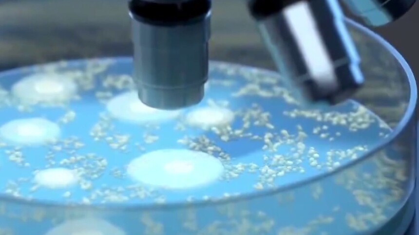 天宫尼尔菌有哪些特点？