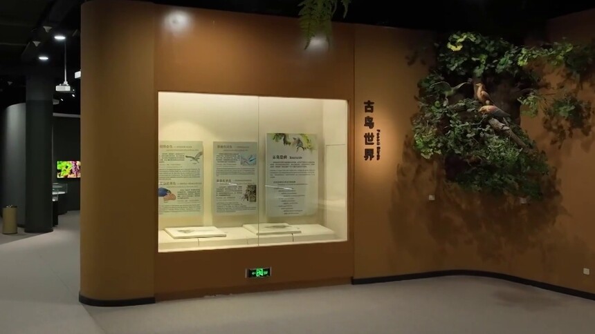 文化中国行丨走进辽宁古生物博物馆 探寻“辽宁古果”