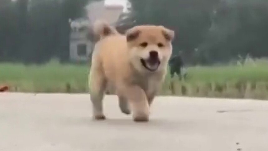 TOP2 中华田园犬解禁：大黄翻身了