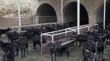 山西汾西：“黄土窑”变身“金羊圈”
