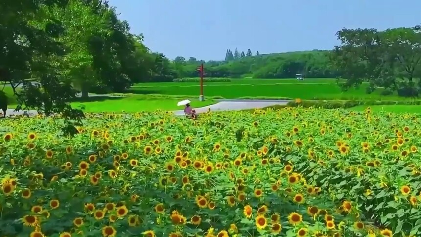 良渚古城近万株向日葵盛开 游客感受夏日浪漫
