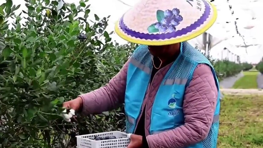 云南兰坪：蓝莓产业铺就乡村振兴“甜蜜路”