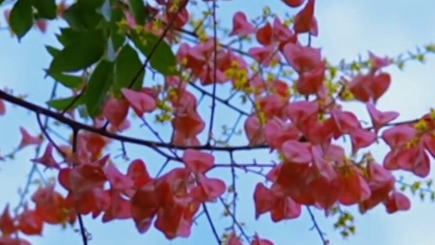 秀我中国｜安徽马鞍山：秋日序曲 栾树花开