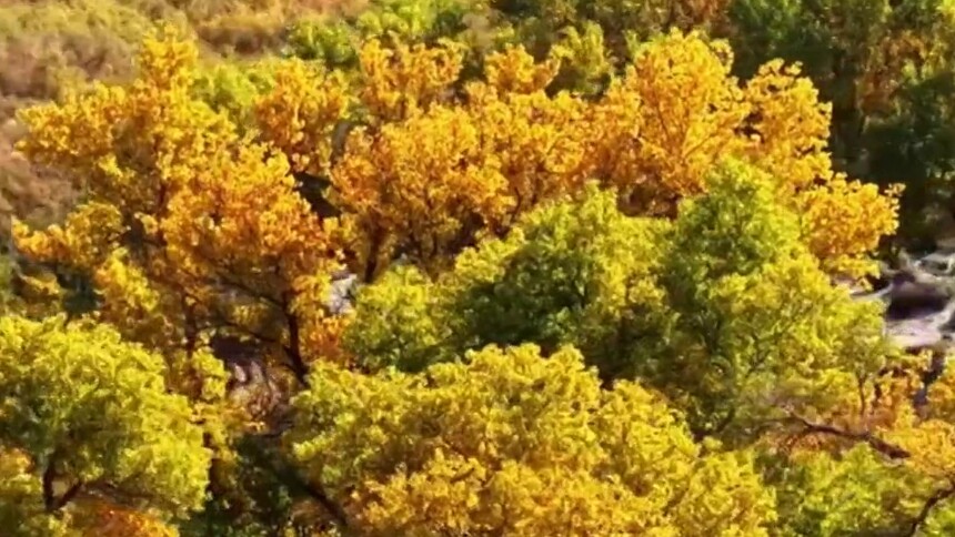 新疆托克逊县胡杨披“金甲”醉金秋