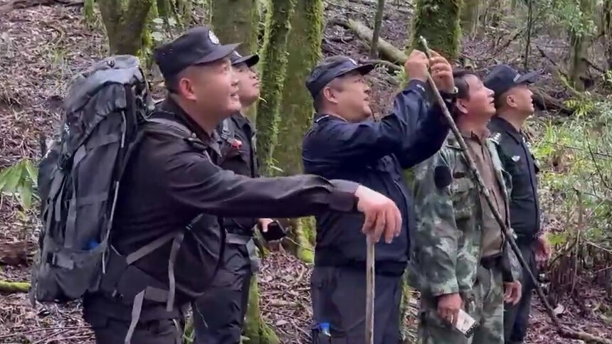 云南普洱：走进原始森林 解锁西黑冠长臂猿的“四季菜单”