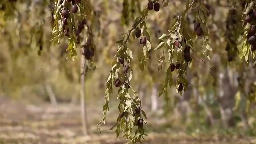 新疆巴州30多万亩红枣喜获丰收