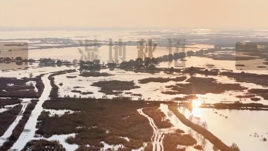 湿地秋语｜淡水湿地 万鸟竞翔