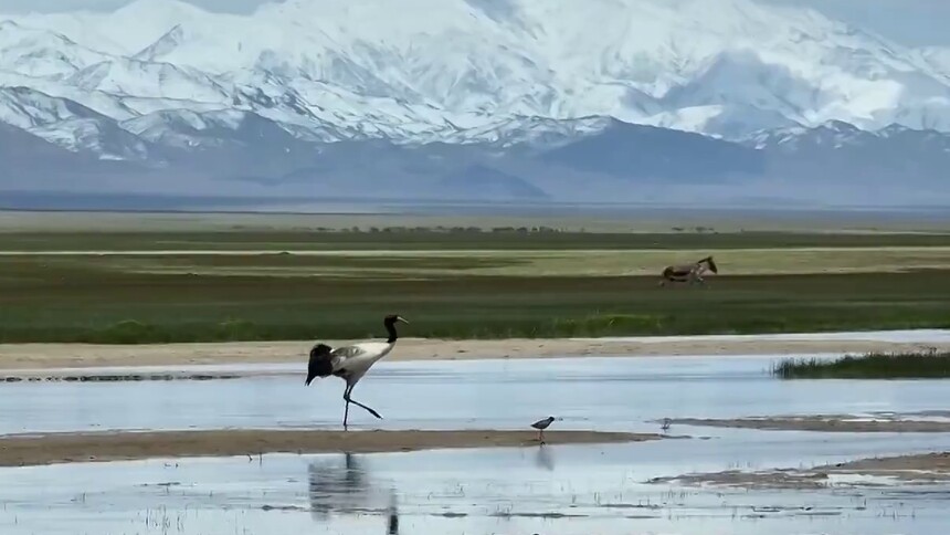新疆阿尔金山：黑颈鹤吹响南迁“集结号”