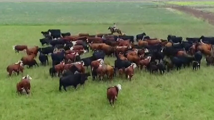 阿根廷拉潘帕省期待通过进博会拓展中国市场