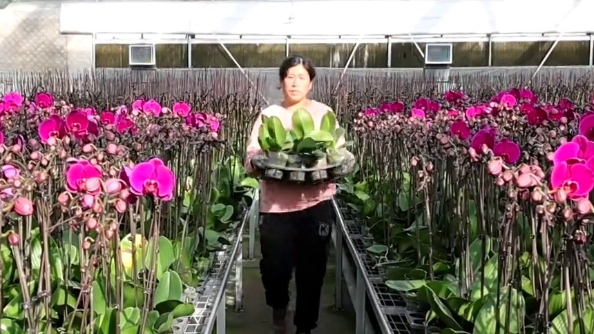 塞上江南 冬日花香