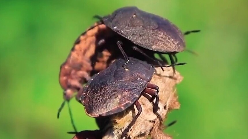 大家要抓来吃的打屁虫究竟是什么呢？