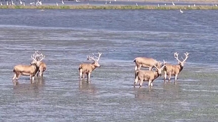 大美湖南（一） 洞庭湖迎首批初冬麋鹿 千年鸟道成候鸟安心驿站