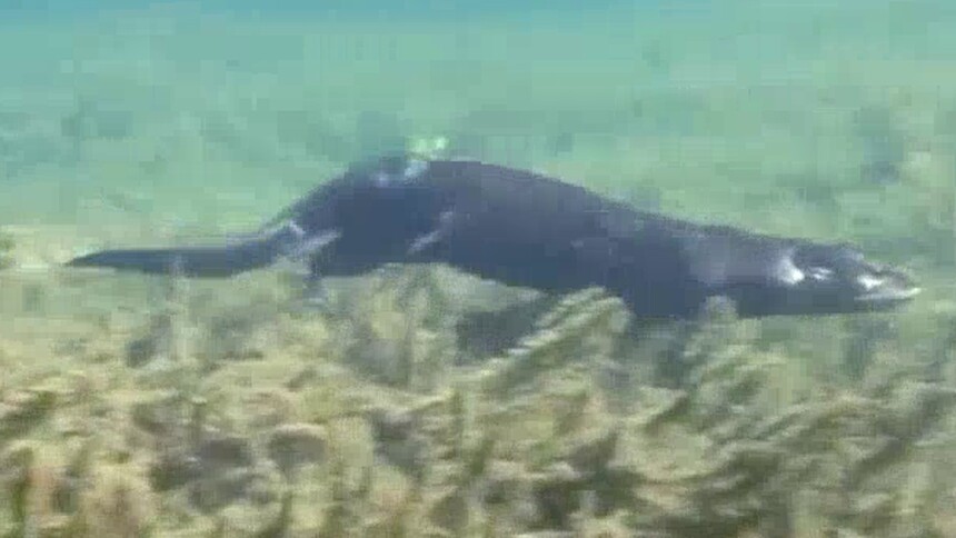 水獭为何能进行水下搜救打捞？