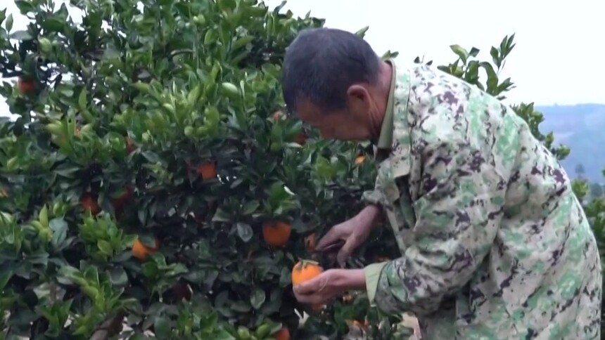 强县担当 保靖：一茶一橙一宴“链”通顶流