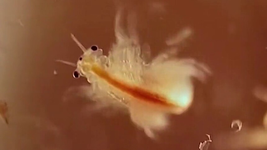 丰年虾与传统虾有什么区别？