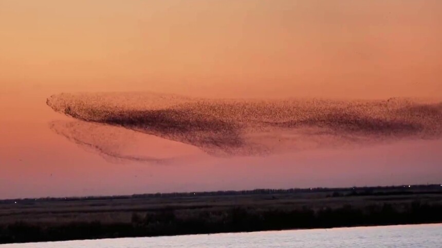 鸟为什么要扎堆飞行形成鸟浪呢？