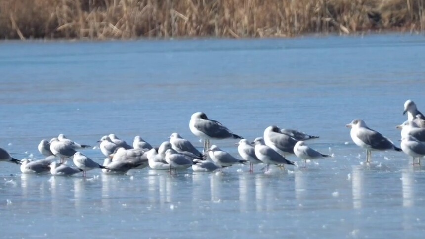 秀我中国｜拉鲁湿地：高原之上鸟翩跹