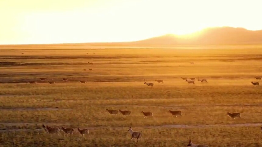 阿尔金山冬日生灵共舞