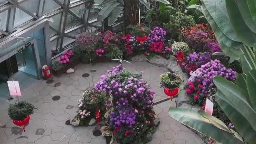 万紫千红庆新春 年宵花丛寻年味