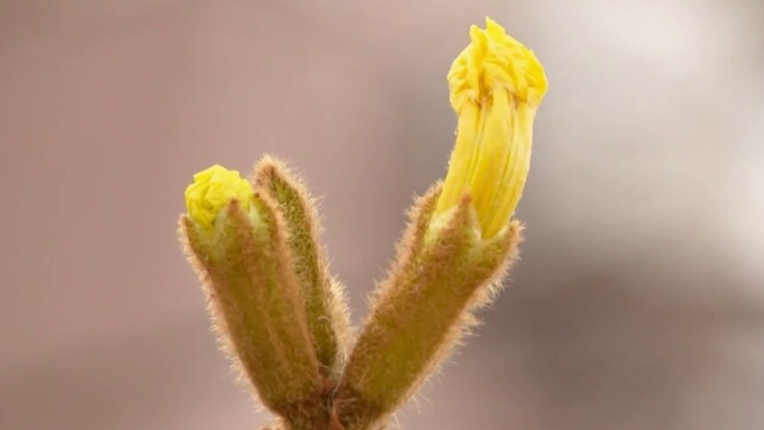 千城百县看中国｜东莞虎门：春雷始鸣 万物沐春