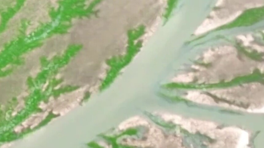 秀我中国｜鄱阳湖长出“大地之树”