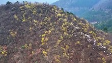 金缕梅、银缕梅双双“落户”庐山植物园