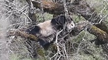 唐家河首次记录到三只野生大熊猫同框画面