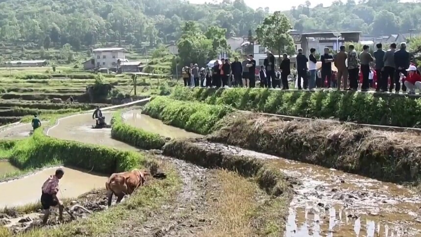贵州余庆：趣味农事庆开犁