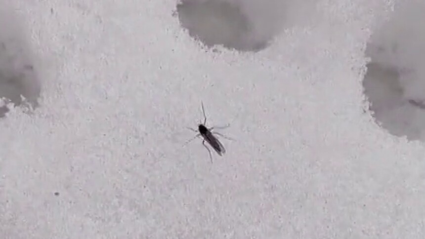 雪地里真的有蚊子吗？