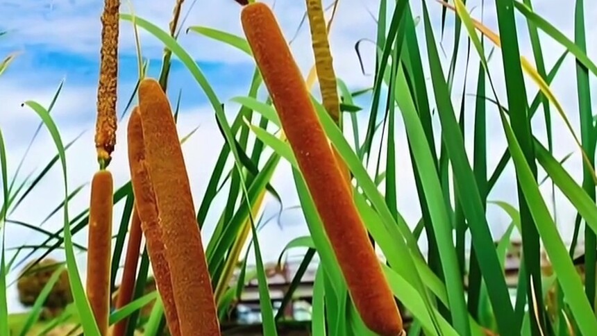 水烛和香蒲有什么区别？