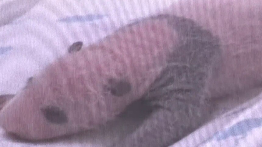 大熊猫“里奥”满40天　萌翻印尼观众