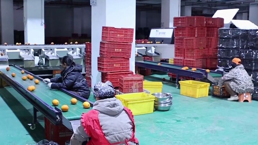 “广告牌狂飙”燃起跨省情谊 千里送橙答谢苏鄂球迷