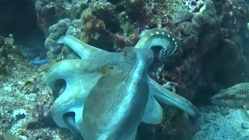 章鱼是如何改变皮肤颜色的呢？