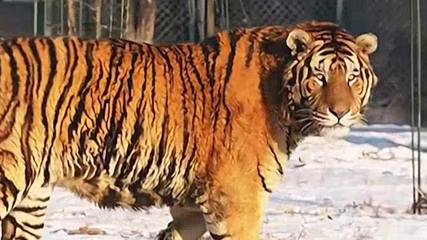 老虎的耳朵是什么形状的？