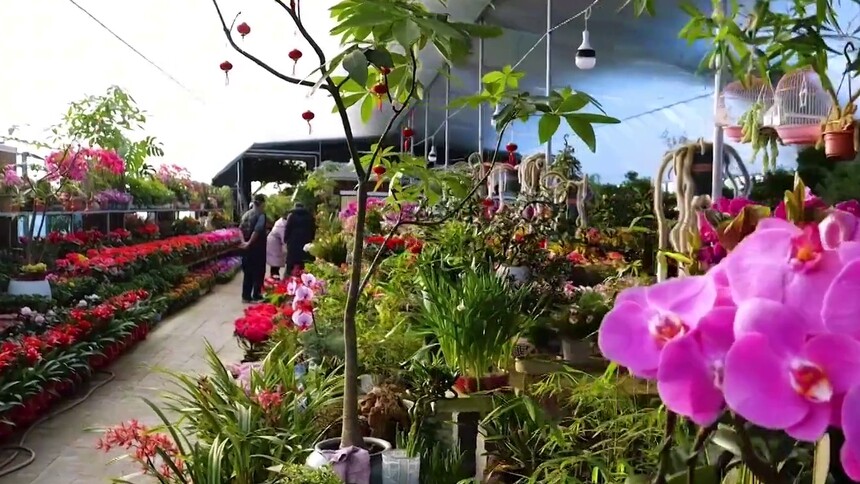 千城百县看中国·福马迎春｜河北栾城：年宵花争艳