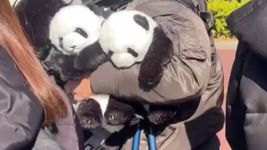 大熊猫“晓晓”和“蕾蕾”今将从日本返回中国