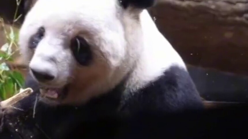 一线Vlog@东京 | “晓晓”“蕾蕾”，回家过年！