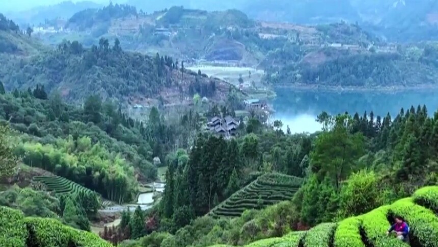 人民的代表 刘超：让张家界莓茶香飘千亿赛道