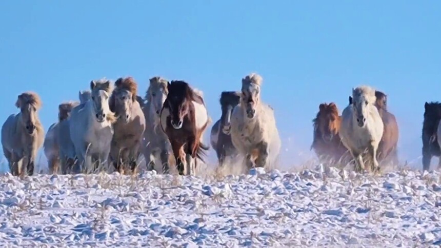 瞰中国·冰雪冬韵｜内蒙古：马踏飞雪