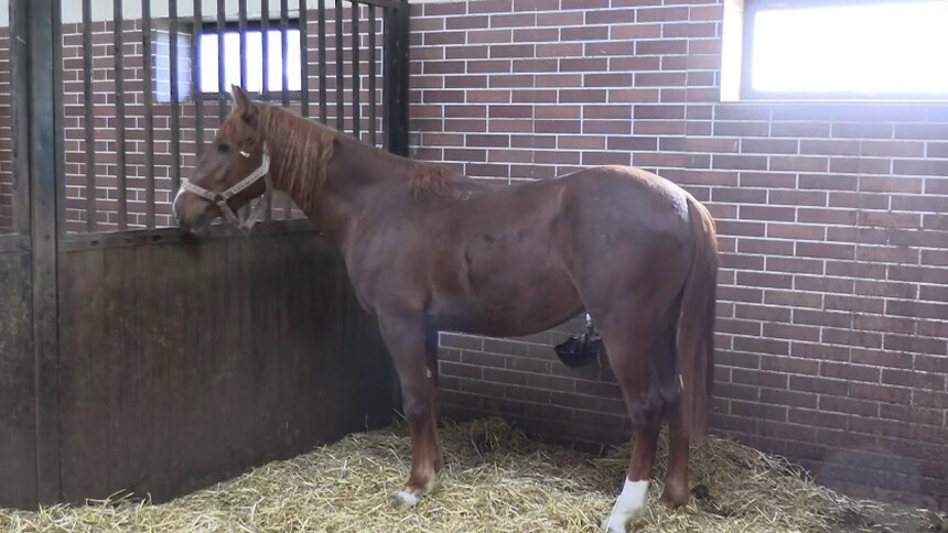 探访阿塞拜疆卡拉巴赫马繁育和马术运动综合体