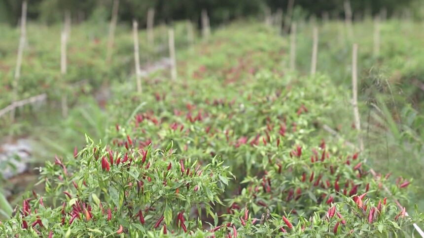 工业辣椒和食用辣椒的区别是什么？