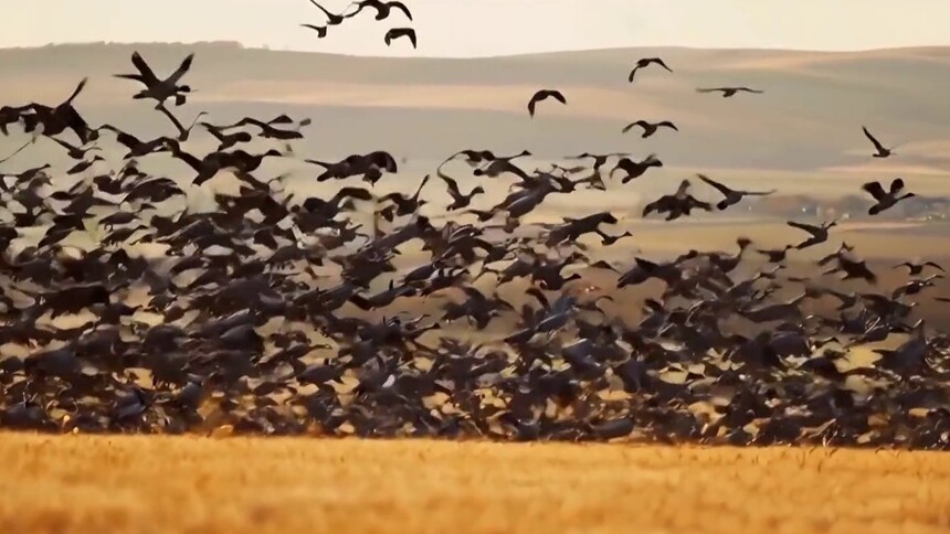 节气“雨水”和动物有什么关系？