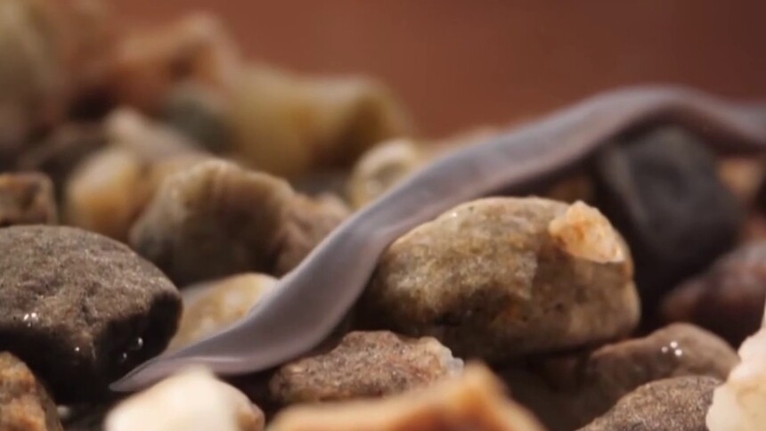 涡虫为什么可以再生？