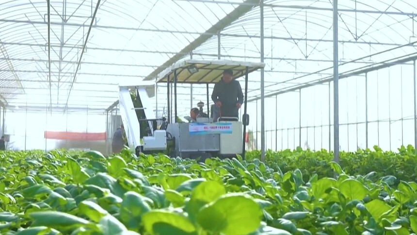 胡萝卜收获机为啥不能收白萝卜？