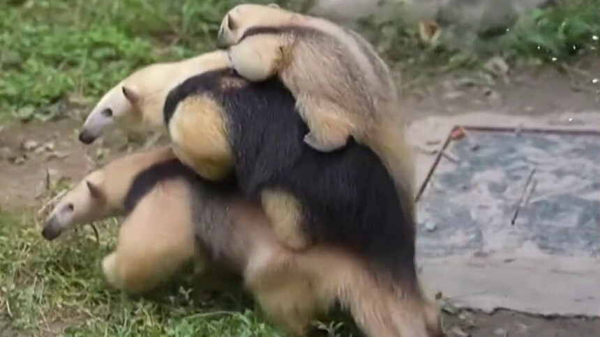 小食蚁兽为什么会叠在一起？